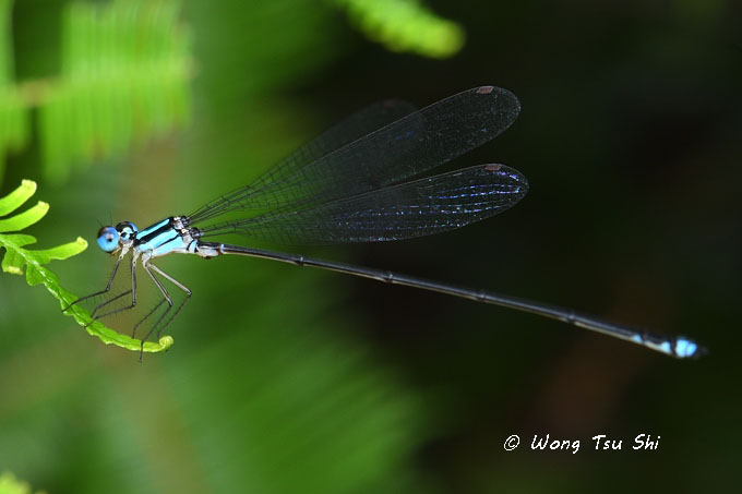 <i>(Xiphiagrion cyanomelas)</i>