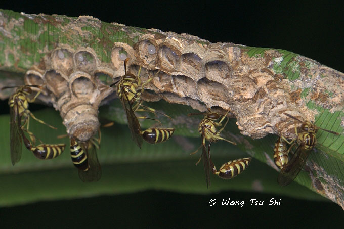 <i>(</i>Vespidae, <i>Liostenogaster varipicta)</i><br /> Wasp