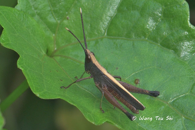 <i>(</i>Acrididae, <i>Phlaeoba antennata)</i><br /> Grasshopper