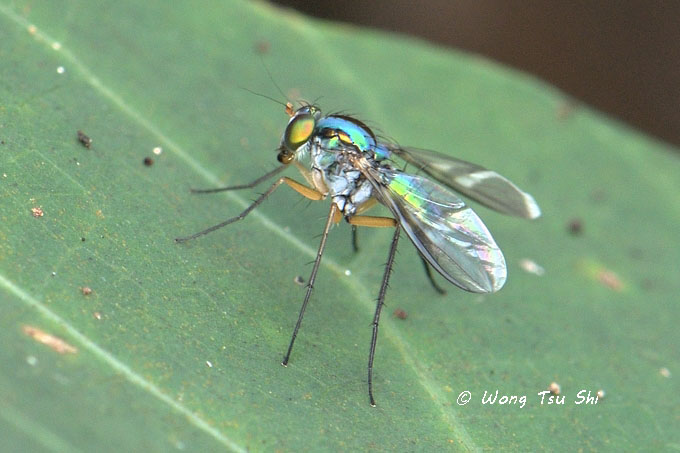 (Dolichopodidae, sp.)[B]<br /> Long-legged Fly