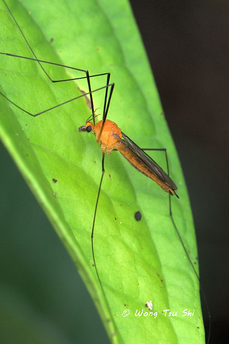 <mark>{Superfamily}</mark><br /> Tipuloidea sp.)[B]<br />Crane fly