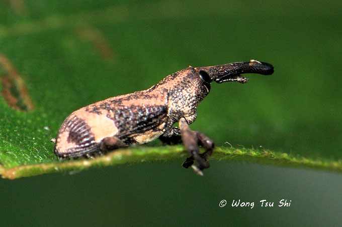 (Curculionidae, <br /><mark>{Tribe}</mark> Mecysolobini sp.)[F]<br />True Weevil