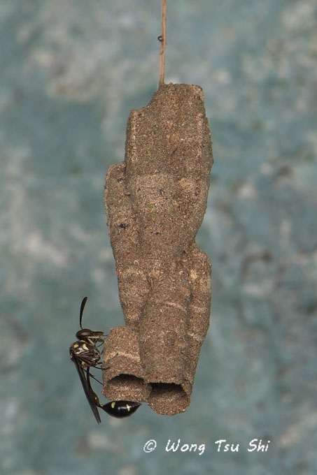 <i>(</i>Vespidae, <i>Parischnogaster sp.)[C]</i><br /> Hover Wasp 