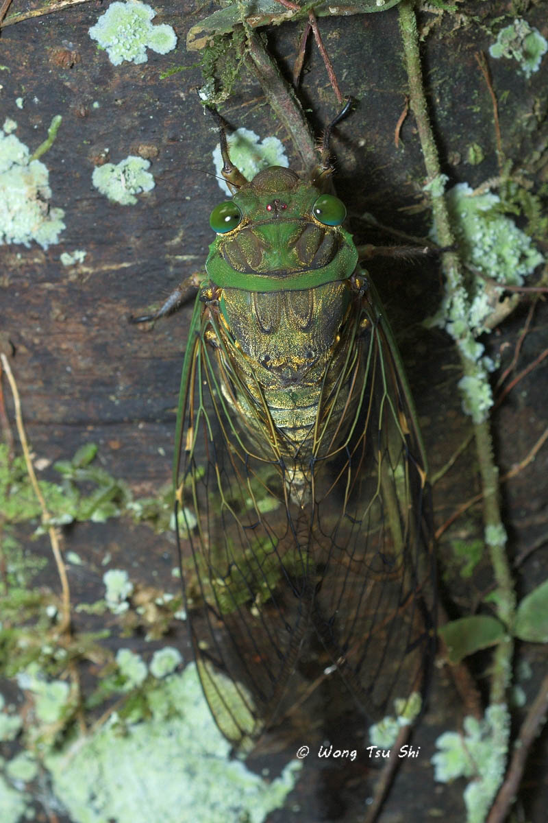 <i>(</i>Cicadidae, <i>Unipomponia decem)</i><br />True Cicada