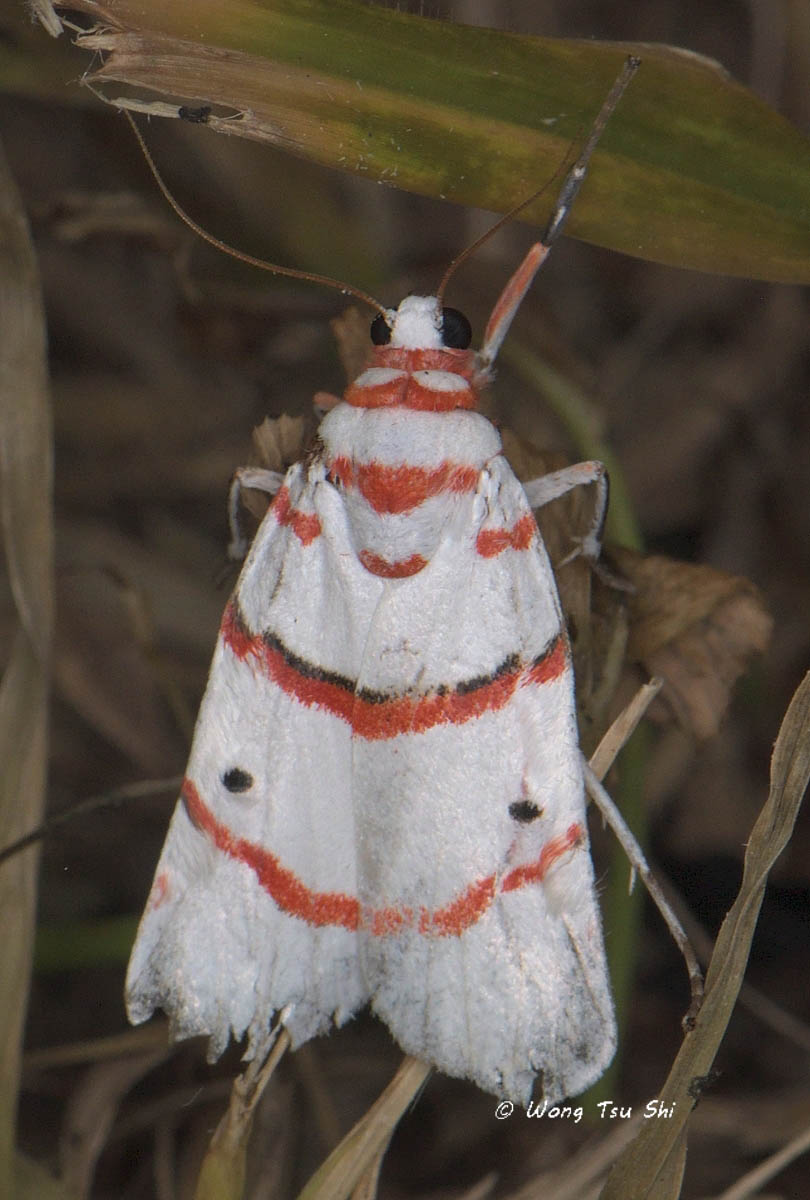 <i>(</i>Erebidae, Arctiinae, <i>Cyana perornata)</i>