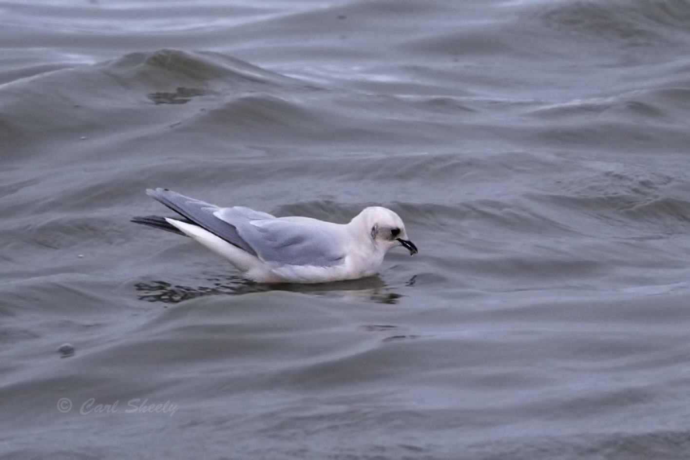 Rosss Gull feeding.tif