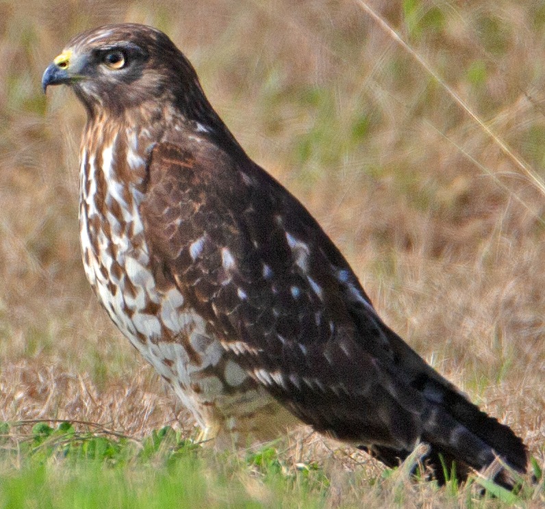 Broad-winged Hawk.tif