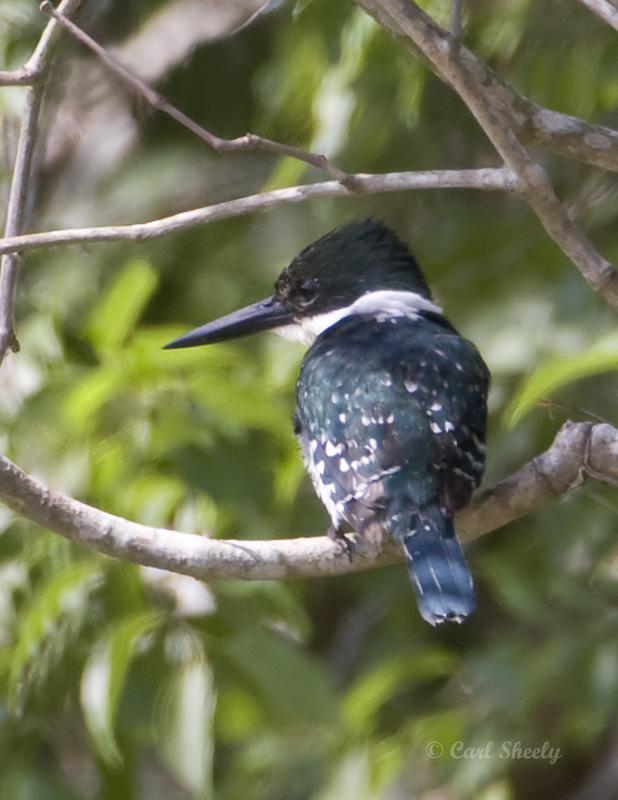 Green Kingfisher-2 SoTex.jpg