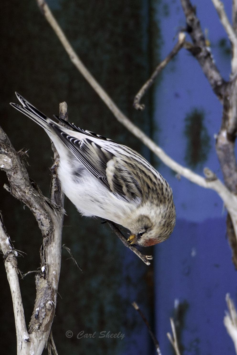 Hoary Redpoll 0152.jpg