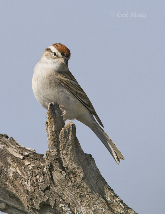 Chipping Sparrow-9-SoTex.jpg