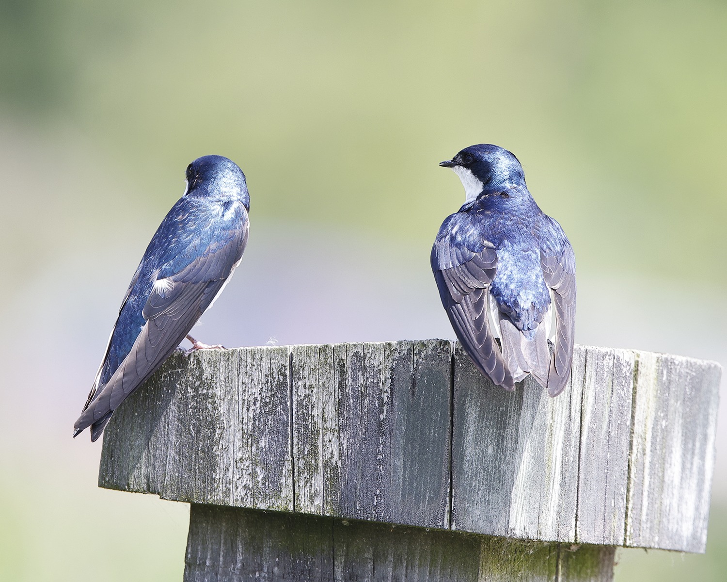 Tree Swallows 945.tif