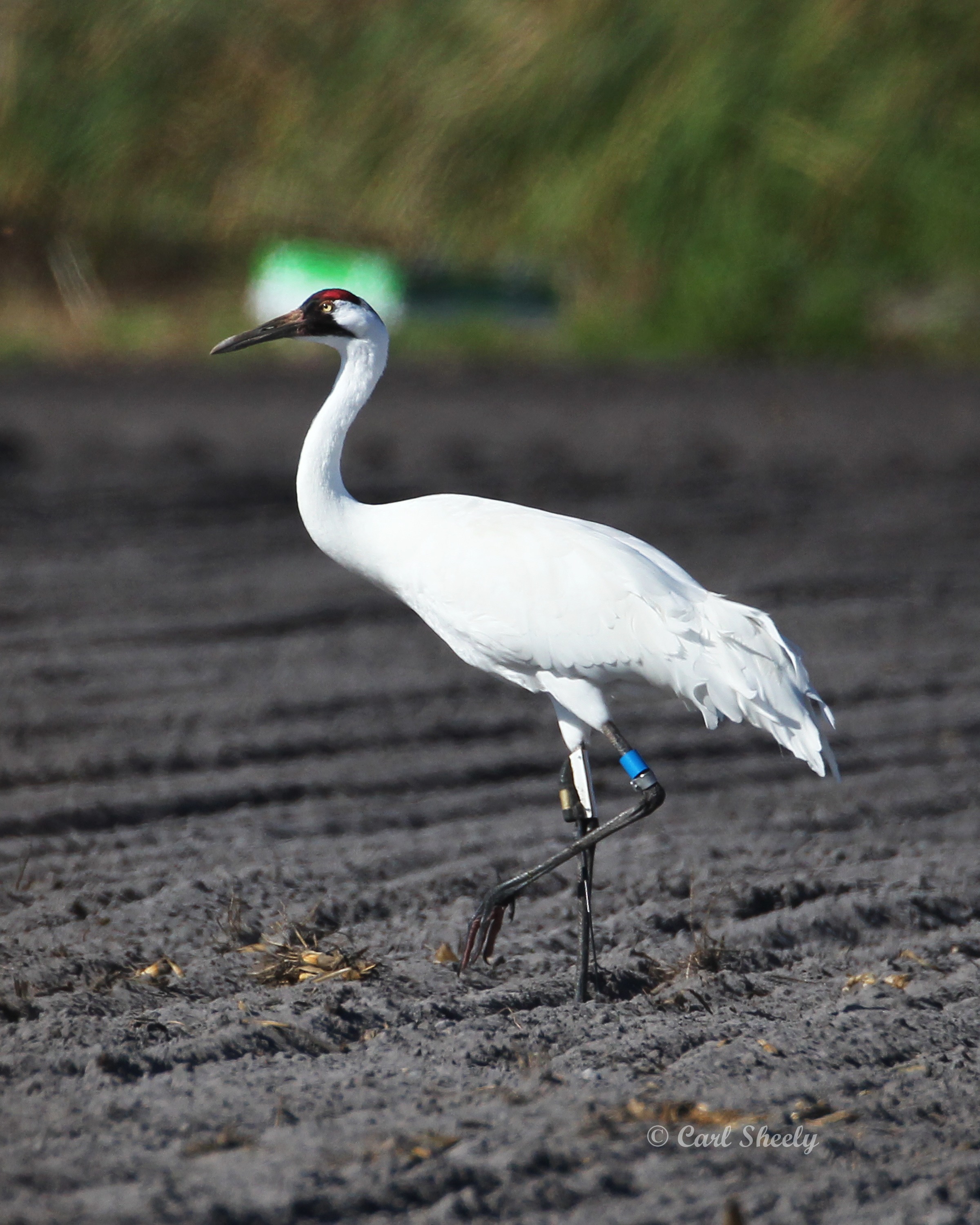 Whooping Crane-2.tif