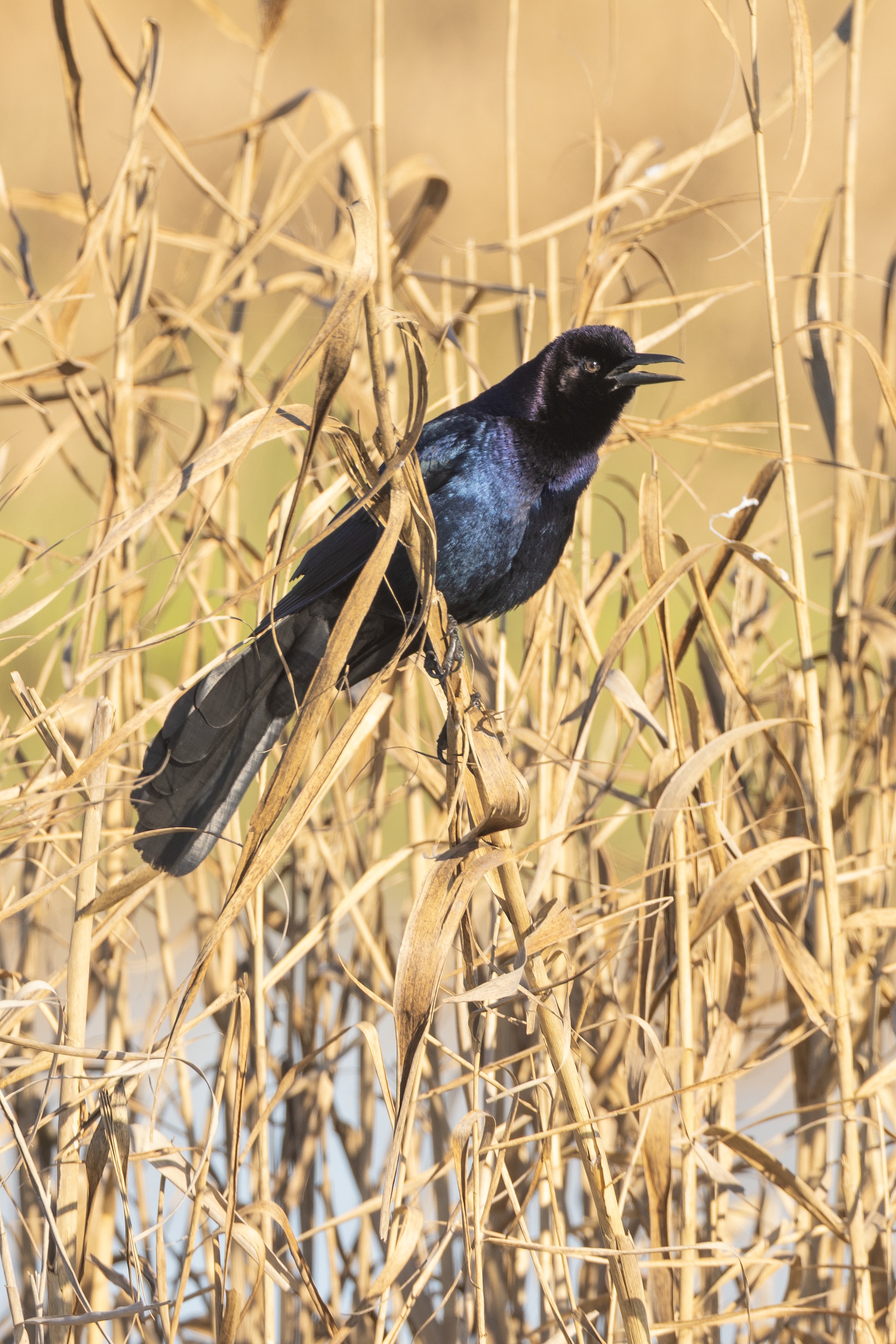 Boat-tailed Grackle-2.tif