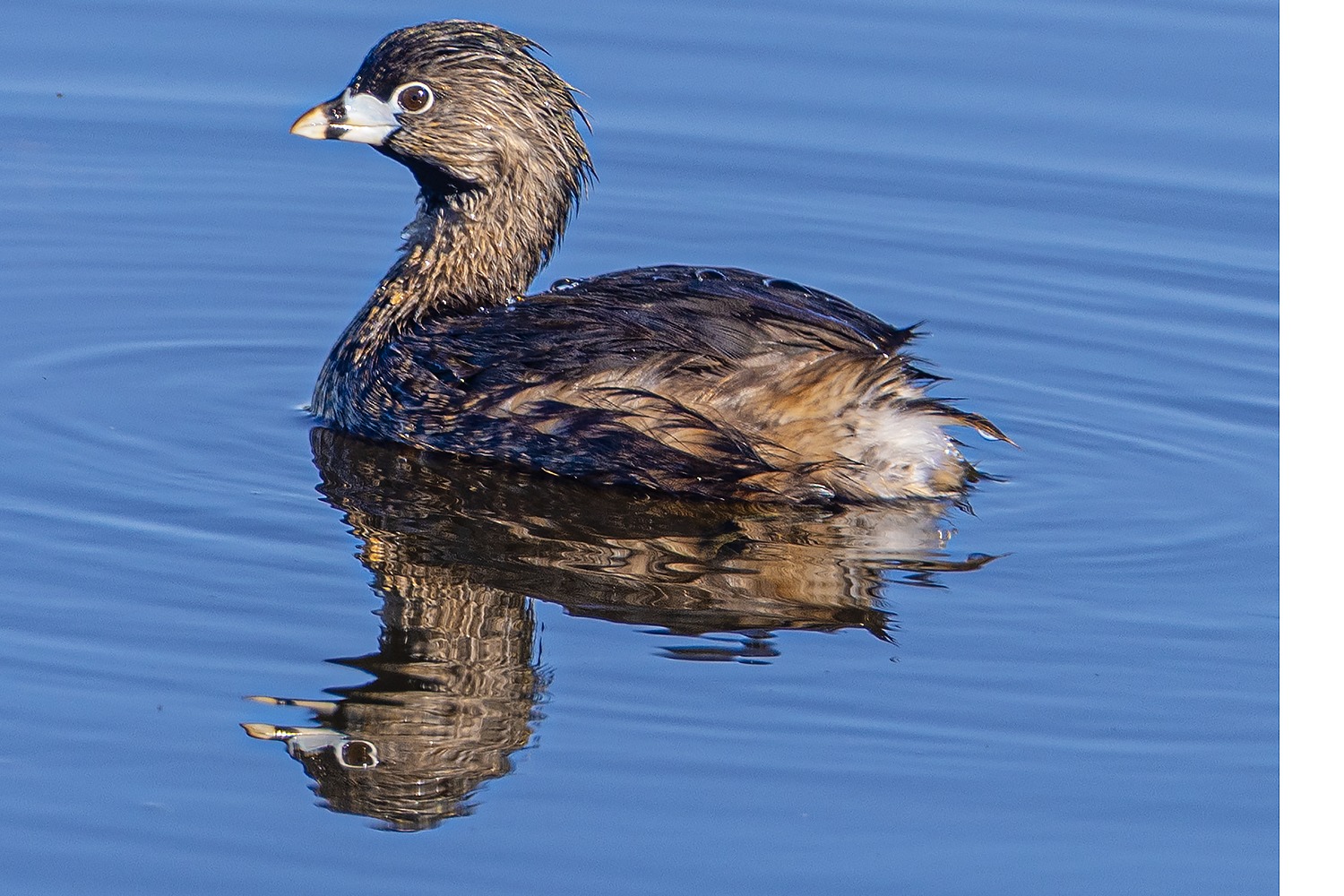 Pibilled Grebe1A7945.tif