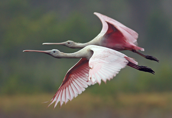 Tandem flight