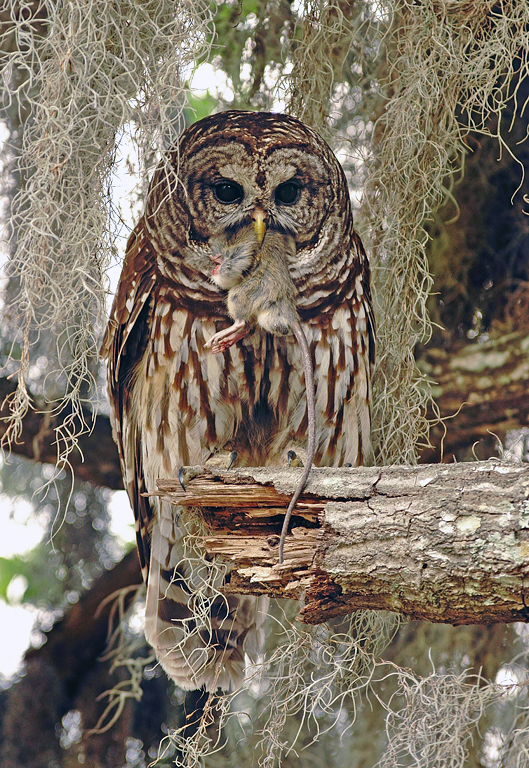The owlets are going to like this!