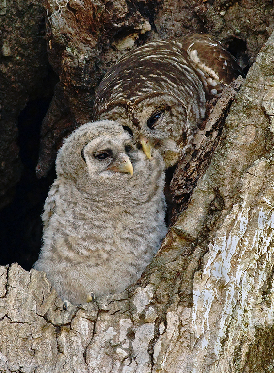 Grooming junior