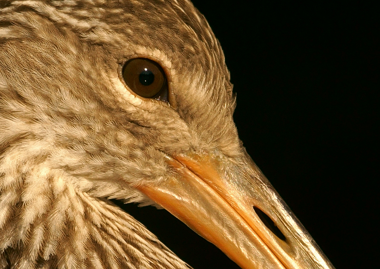 Eye Contact