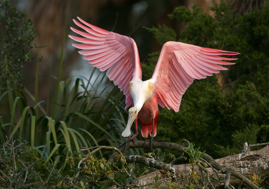 Pink wings