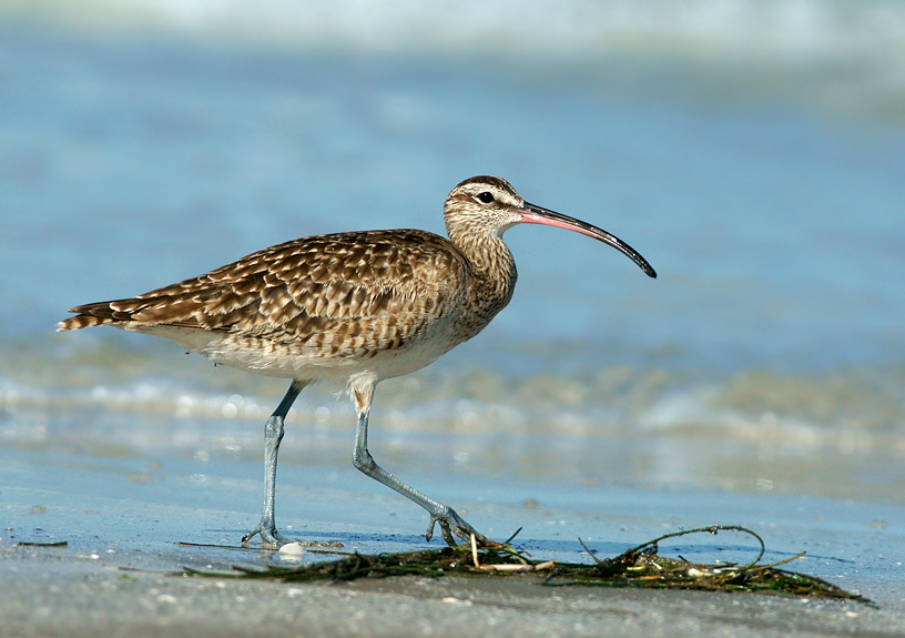 Working the strandline