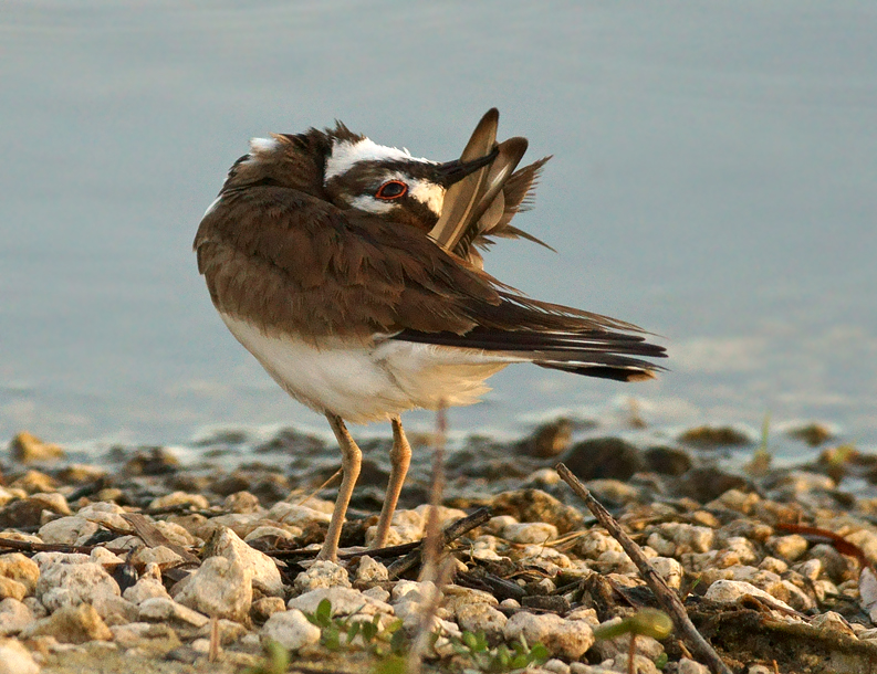 Extreme preen!