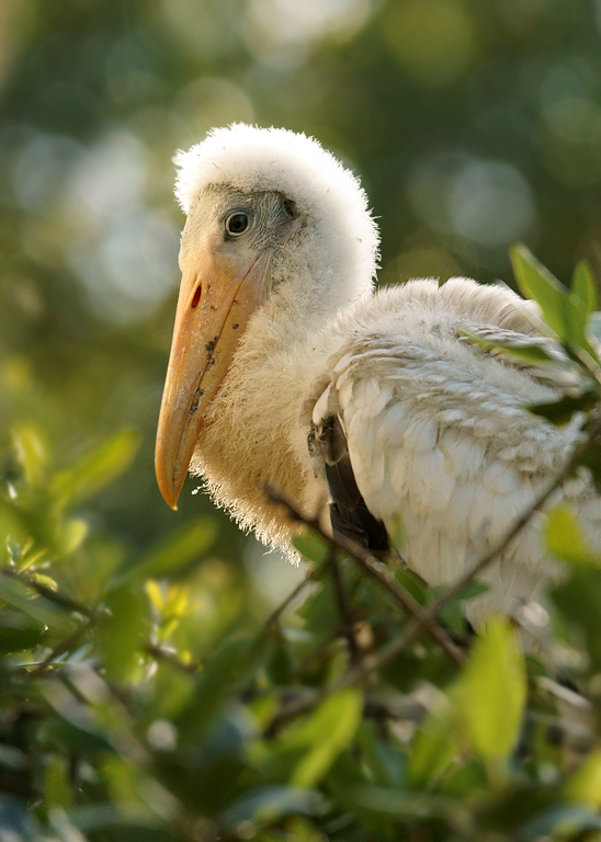 Nestling