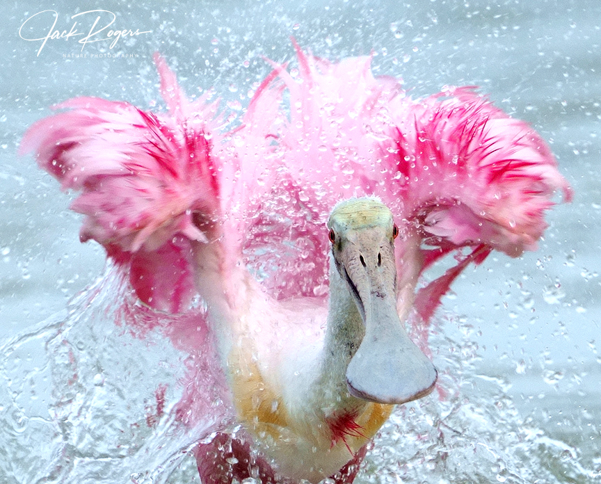 Splashin