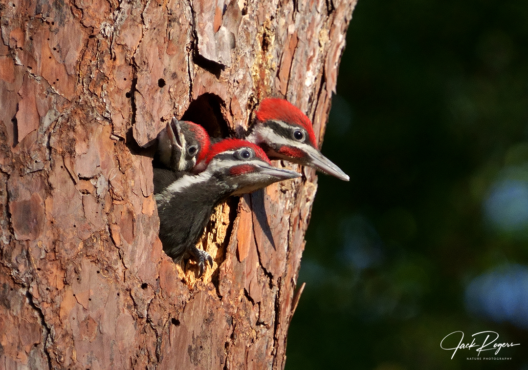 Three for all!