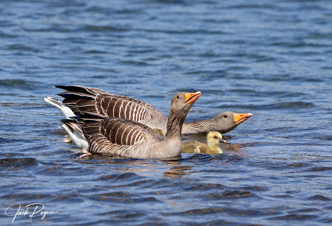 Greylags with gosling