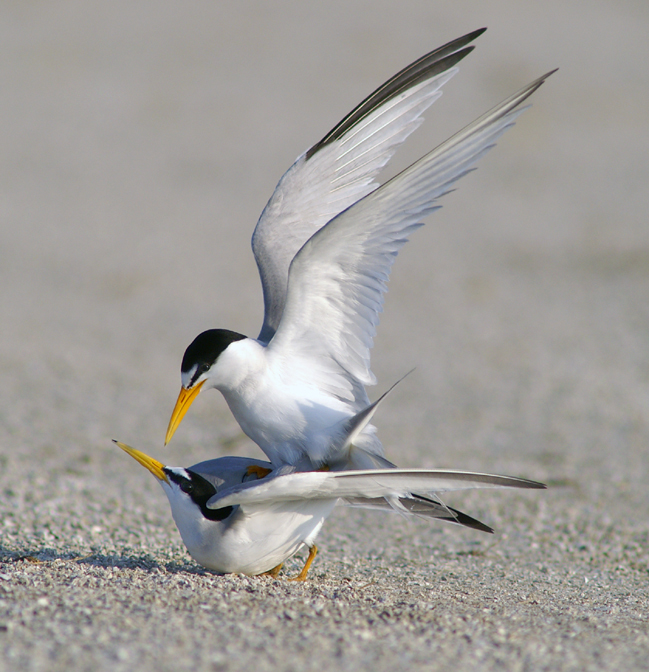 Mating