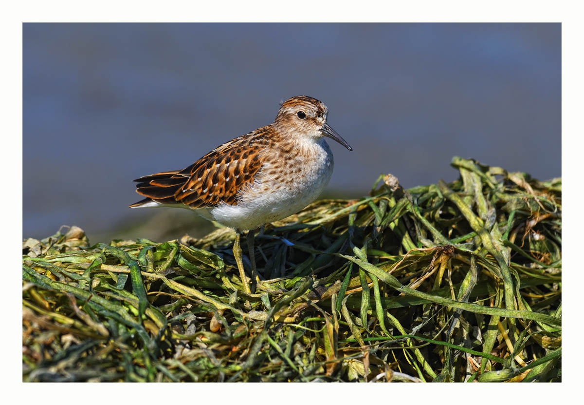 Least Sandpiper