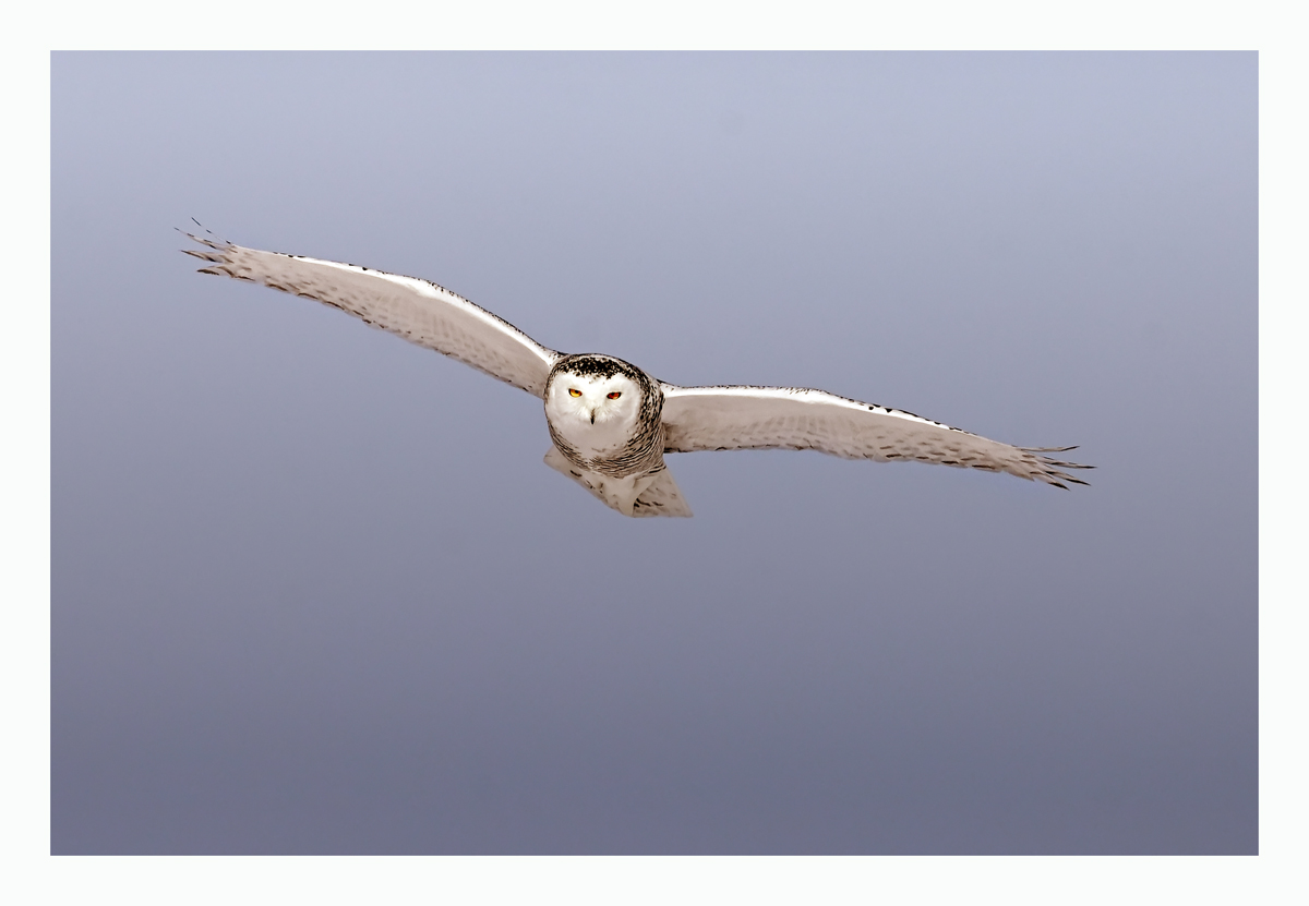 Snowy Owl