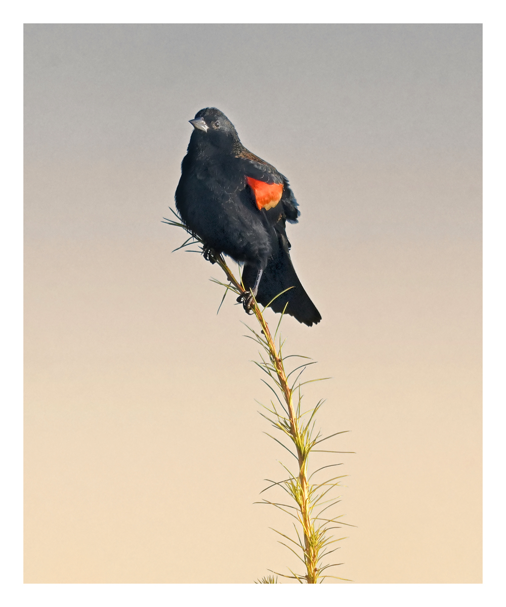 Red-winged Blackbird