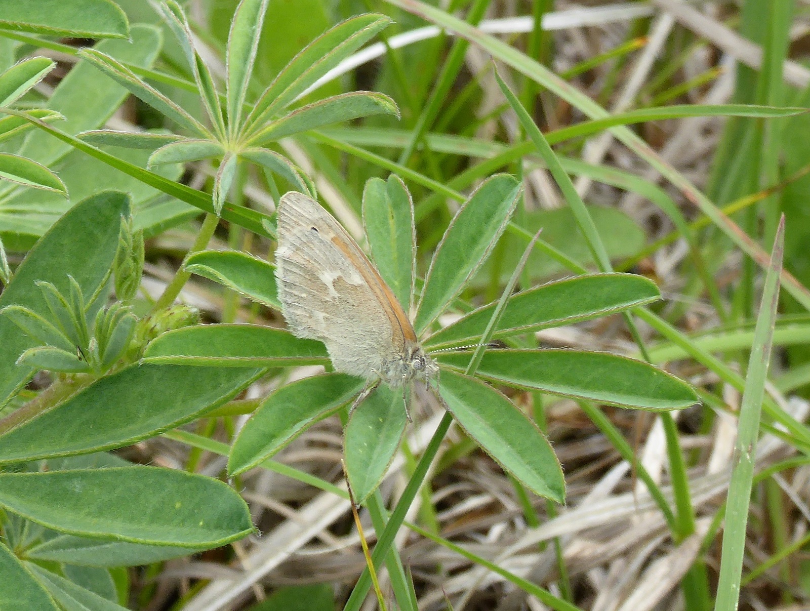 Common ringlet - Bauer Brockway Barrens, WI - 2016-06-15 