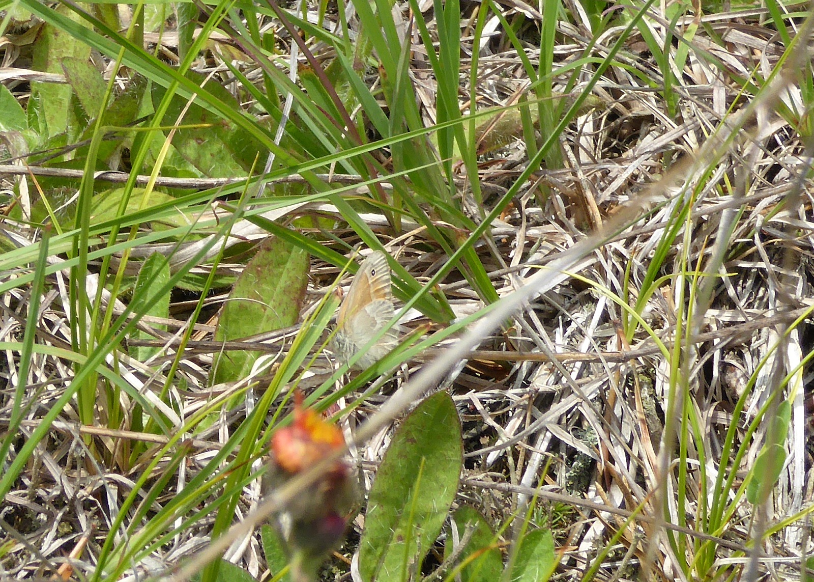 Common ringlet - Bauer Brockway Barrens, WI - 2016-06-15 