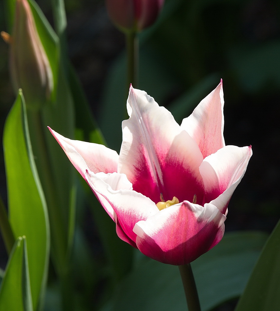 Tulip pink and white