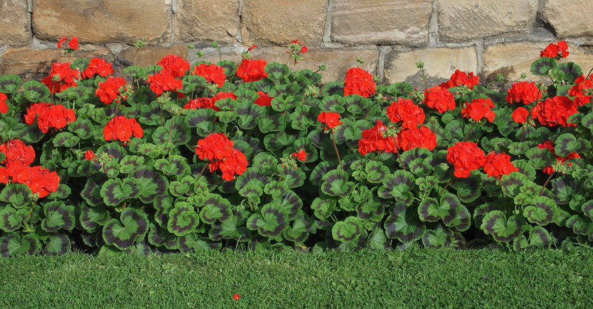Geraniums in Durham