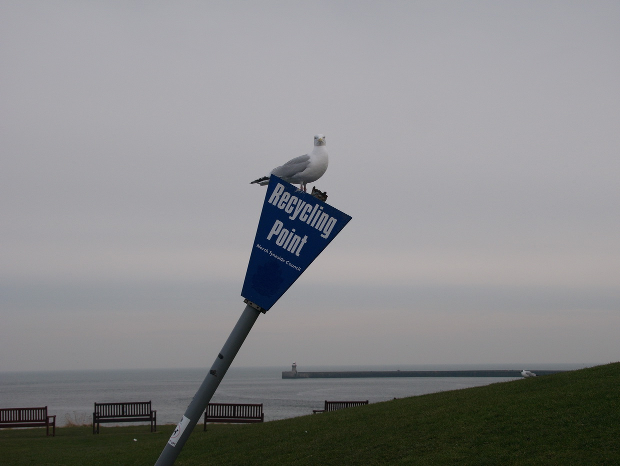 One fairly heavy gull