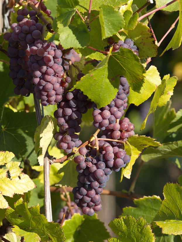 Days before grape-picking starts
