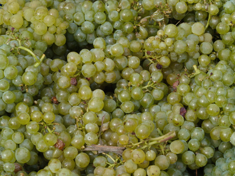 Sweet and ripe - ready to be turned into wine