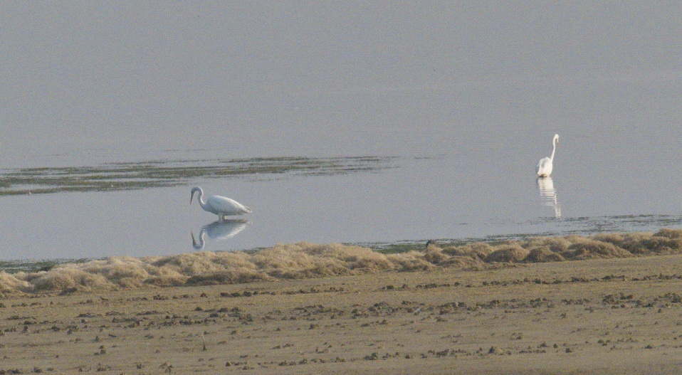 Great Egret admiring itself while procuring breakfast