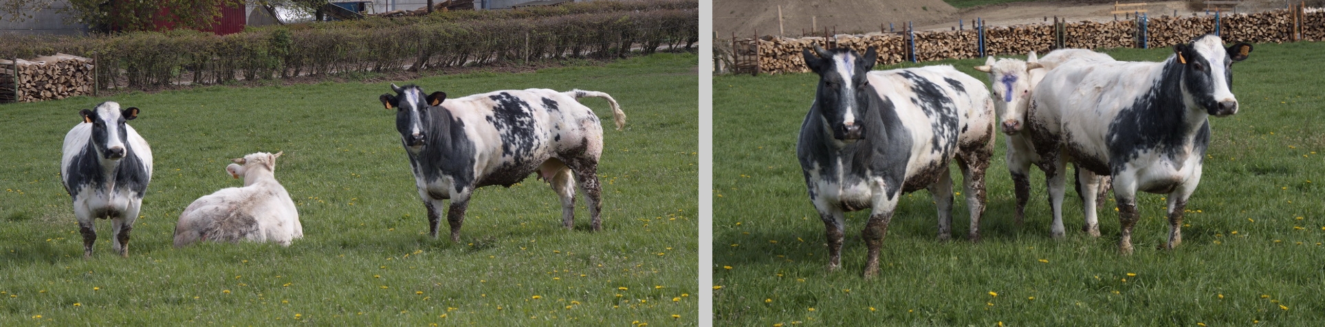 Long-bodied cows