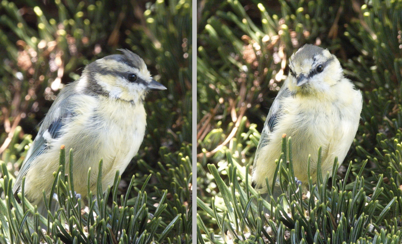 Blue tit waiting for the best moment to get nuts from the bird-feeder