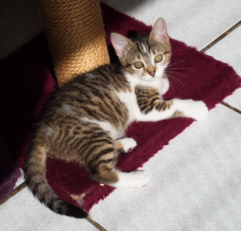 Kitten asking to play