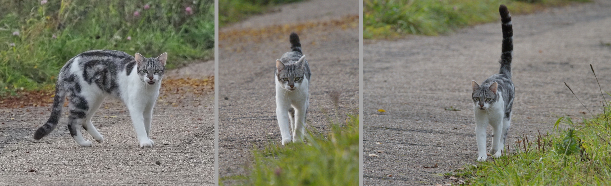 Friendly cat along the way