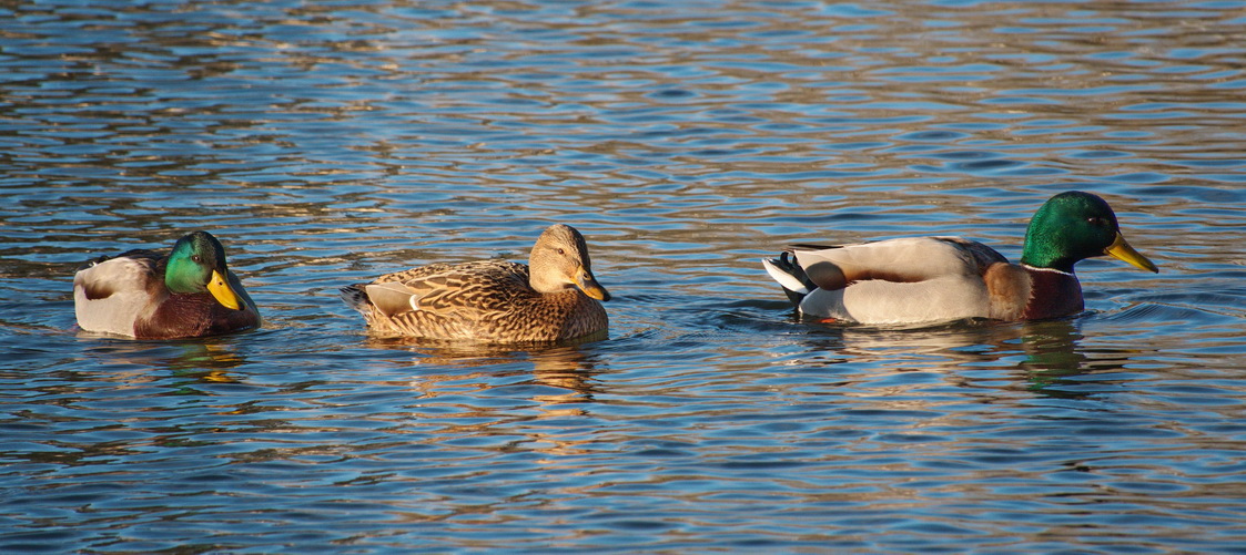 Mallard outing - one female two males