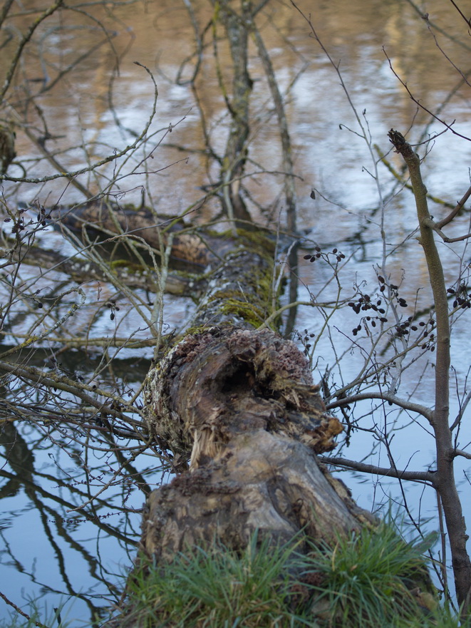 Hollow tree collapsed into the pond