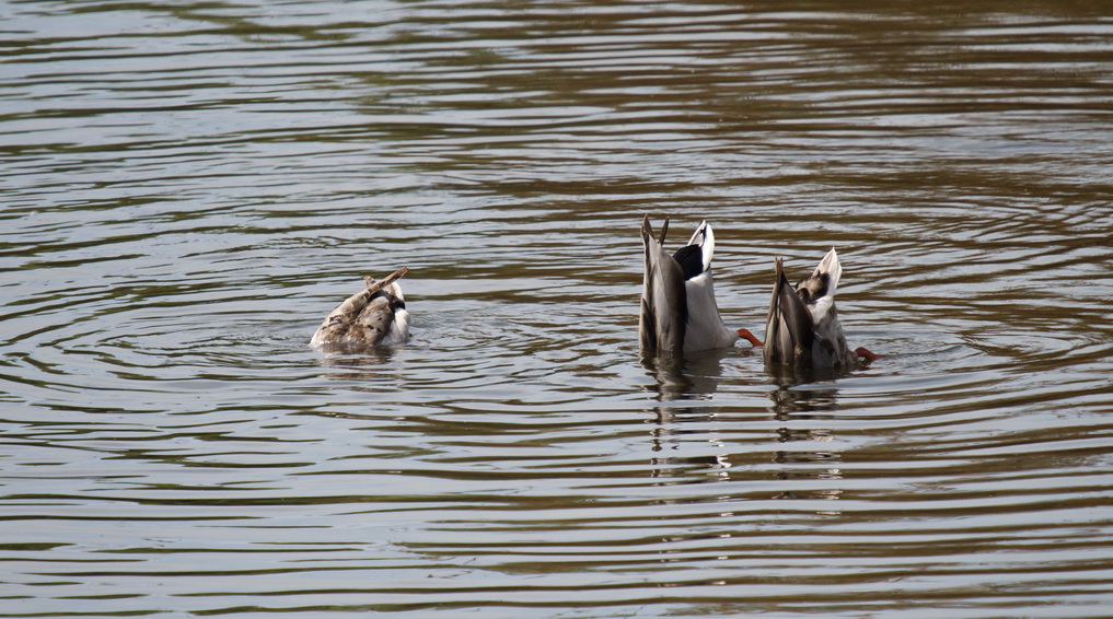 Mallard ducks not really wanting to know