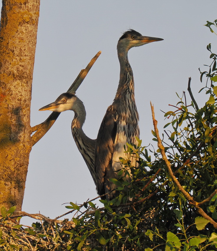 Not a two-headed heron
