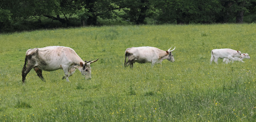 Chillingham Wild Cattle